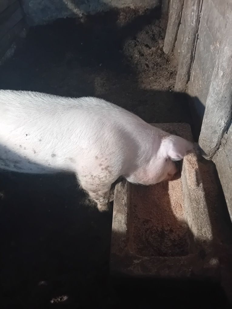 Продавам прасе мъжки нерес за разплод много добре гледано