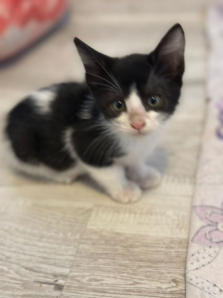 Pisicute spre adoptie
