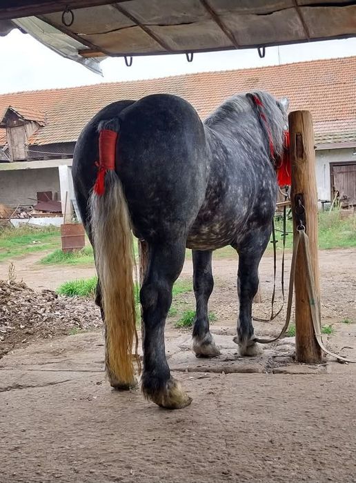De vânzare armăsar de 5 ani