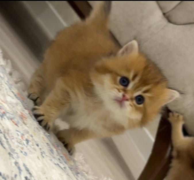 На продаже британские котята