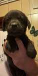 Mascul labrador retriever ciocolatiu cu pedigree