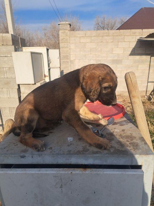 Тазы күшік сатылады ұрғашы