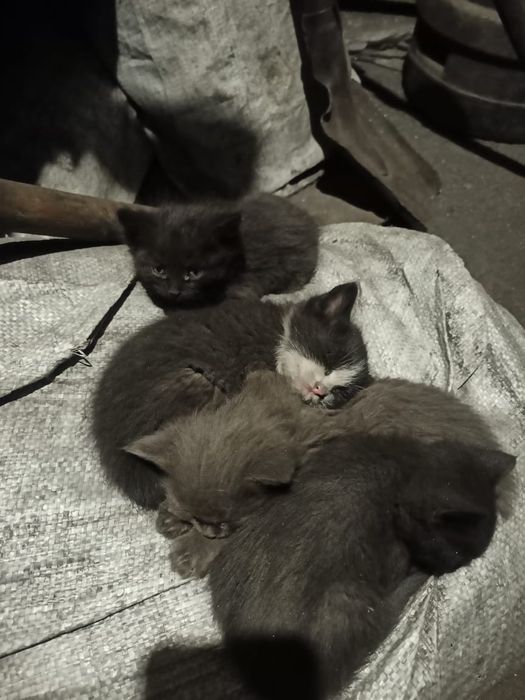 Котята ищут семью