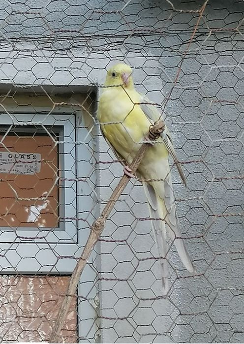 Vând papagali cântători