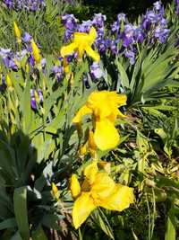 Iris galben si frez inalt