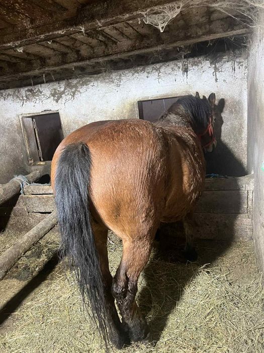 Vând iapă cuminte!