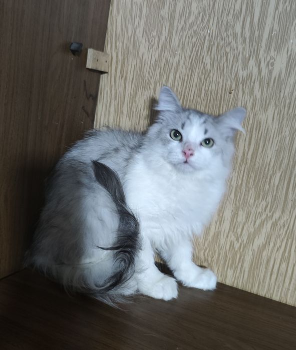 Сибирские кошечки и котики