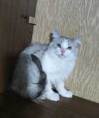 Сибирские котята