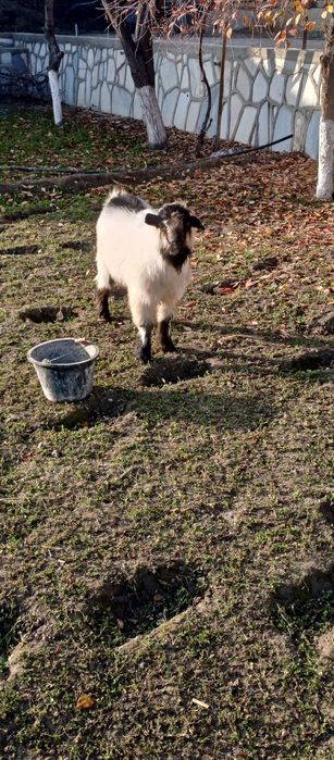 Takacha sotiladi zoʼr boqilgan