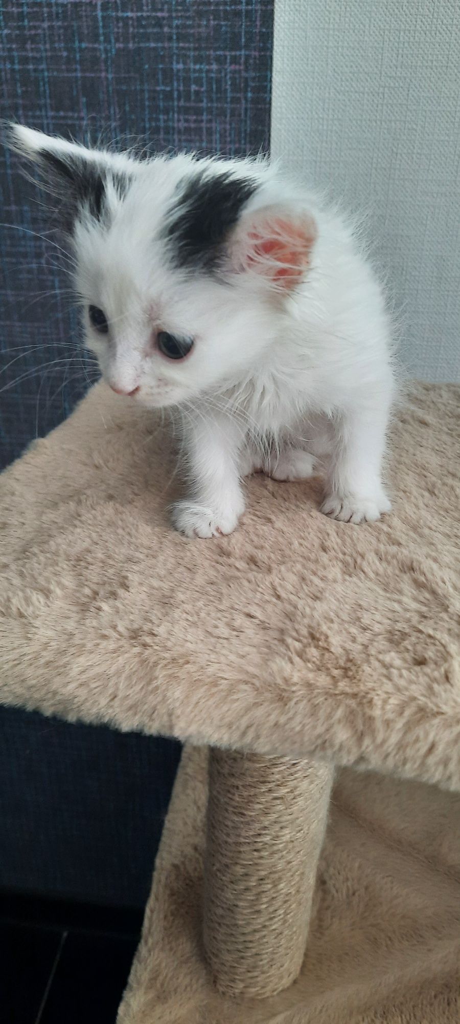 Отдам в добрые руки котенка (девочк