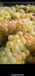 Vand Struguri de Vin