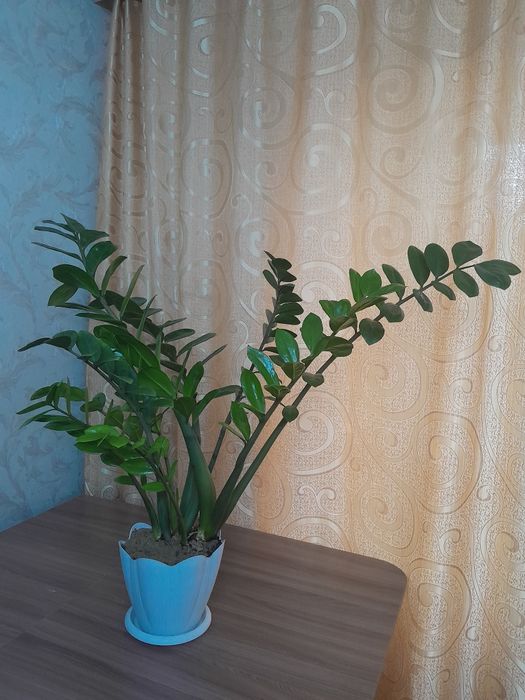 Продам долларовое дерево