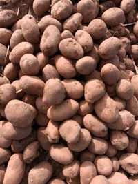 Картофель, картошка семенная