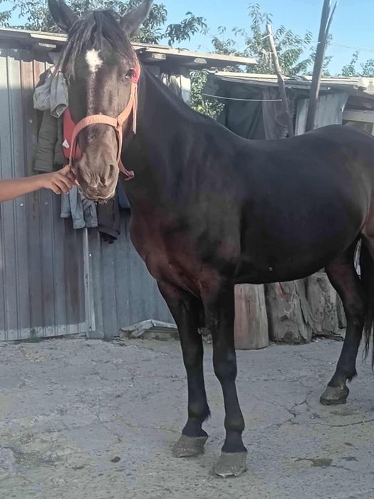 Vând iapa de 8 ani și harmasar de 9 ani