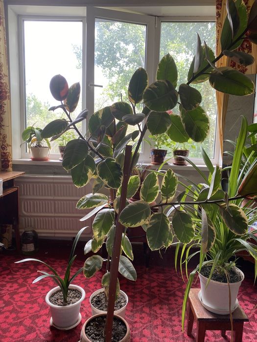 Продам фикус Триколор, любит солнце , не любит частый полив.