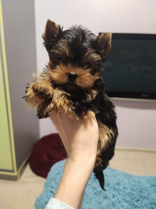 Мини Йорк ждёт невест