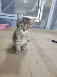 Отдам красивых   котят