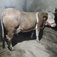 Vacă de vânzare Baltată Ro