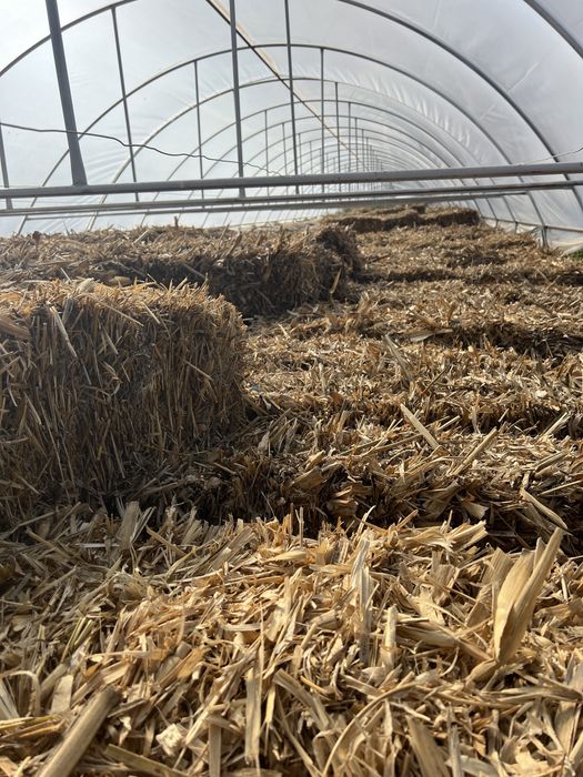 Vând baloti de coceni (asigur transport)