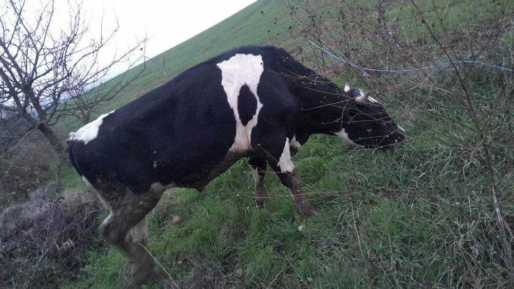 Продавам угоени телeта