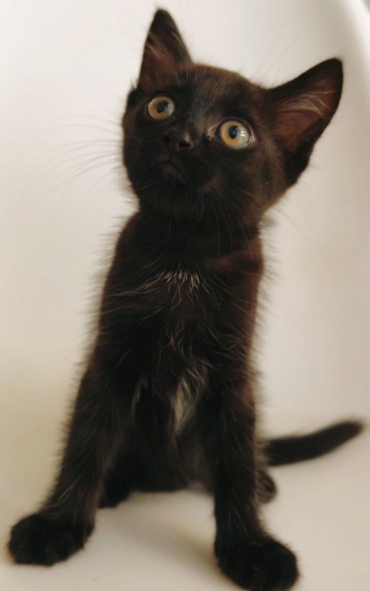 Котенок в добрые руки