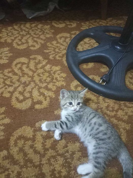 Отдам даром котят в хорошие добрые руки