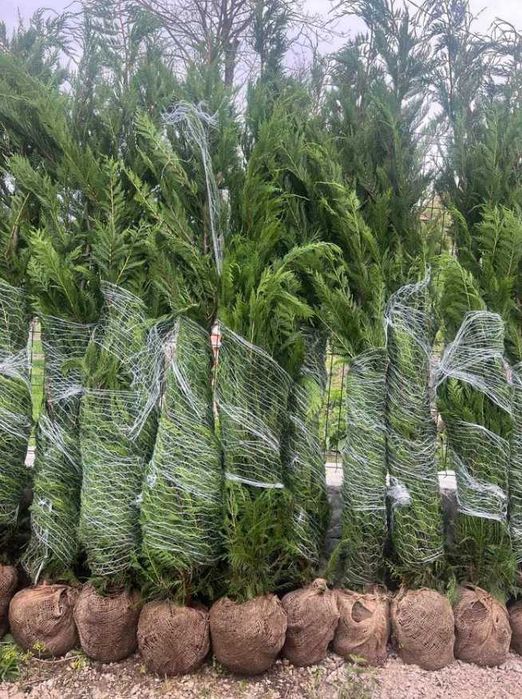 Tuia leilandi cupresos  leilandi