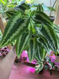 Шизматоглоттис, декоративно-лиственное комнатное растение