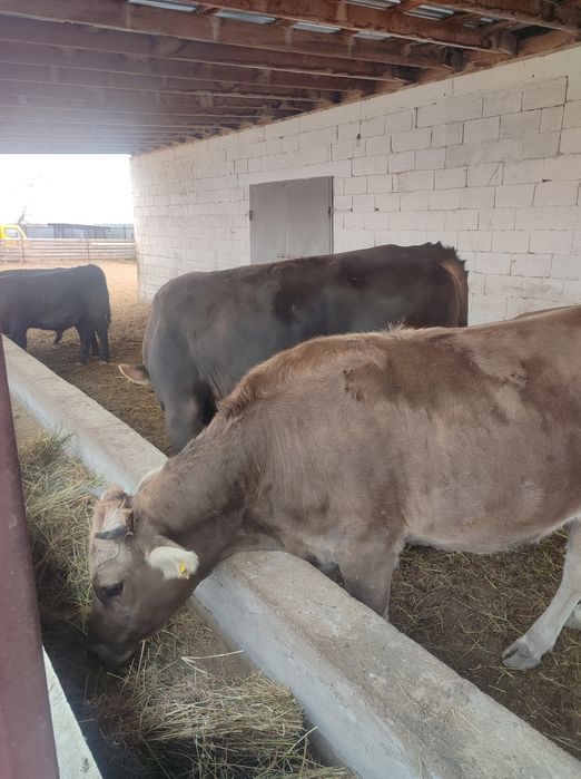 Продам бычков и коров 1.5 года от 1 миллиона и выше и выше.