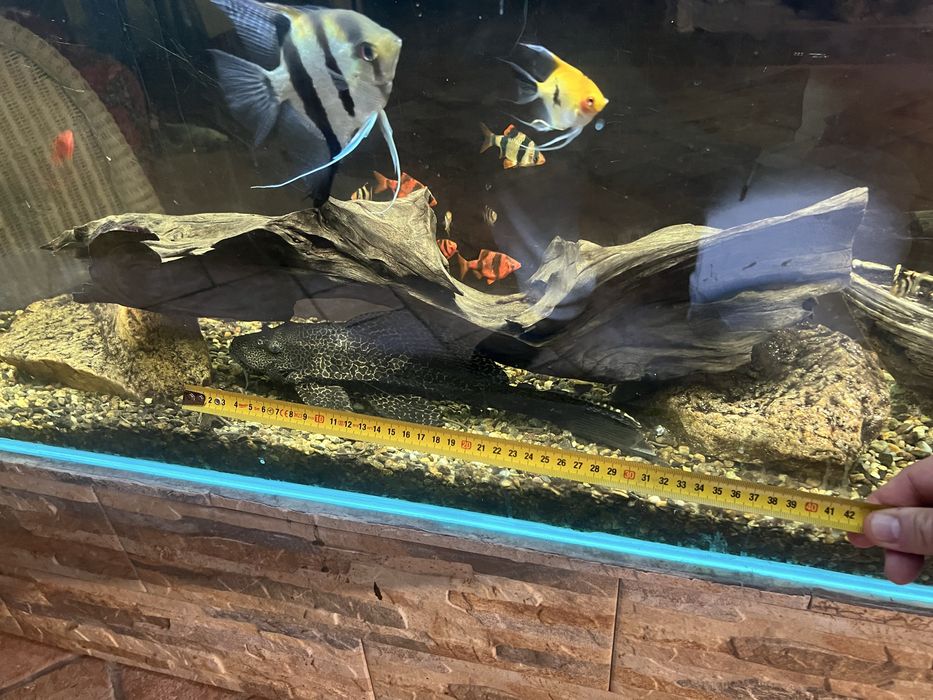 Pește de acvariu sanitar Pleco Pterygoplichthys