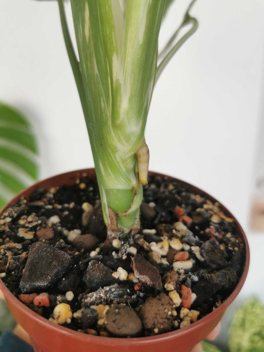Monstera thai constellation