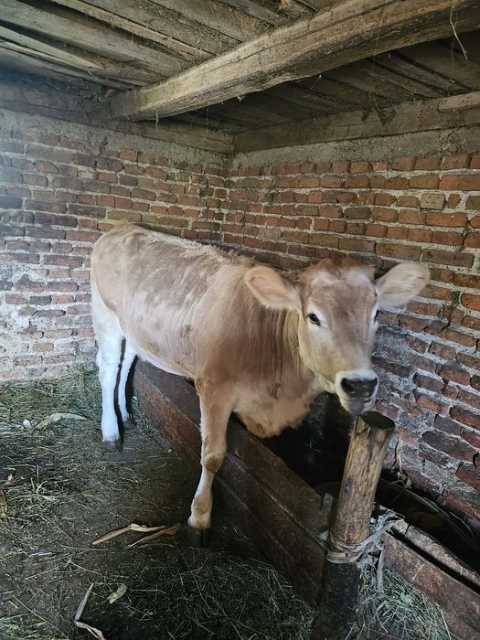 Vand vitica 7 luni
