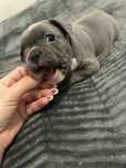 Pui Bulldog francez bleu/merle