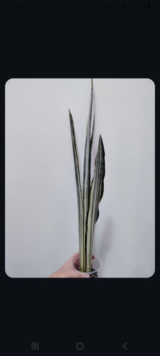 Продам сансивьерию