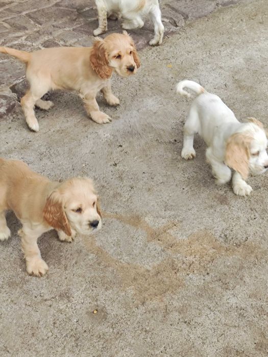 Продават се Кокер шпаньол