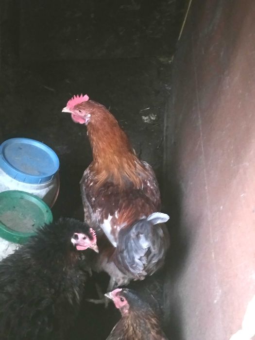 Млади домашни петли