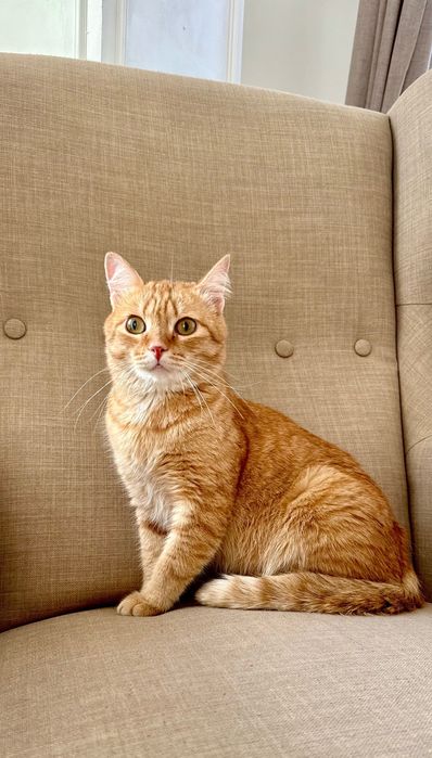 Котик Рыжик ищет своего хозяина