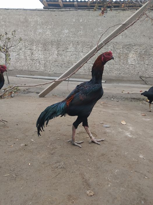 Dakang horoz sotladi