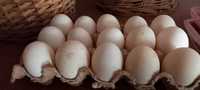 Утиные яйца индауток