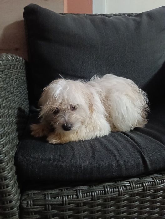 Vând Bishon Maldez București sector 5