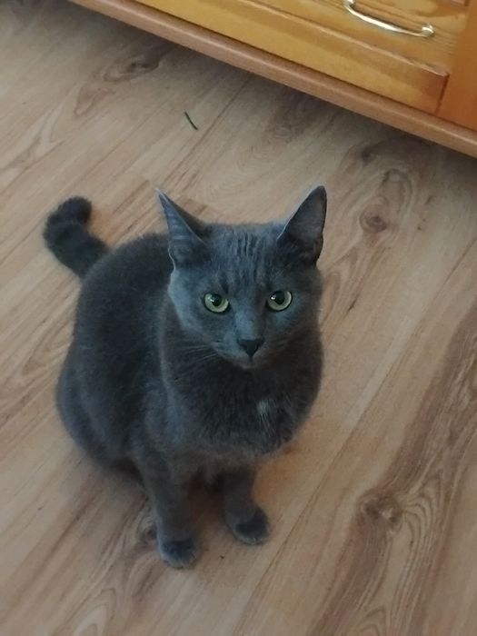 Синя руска котка