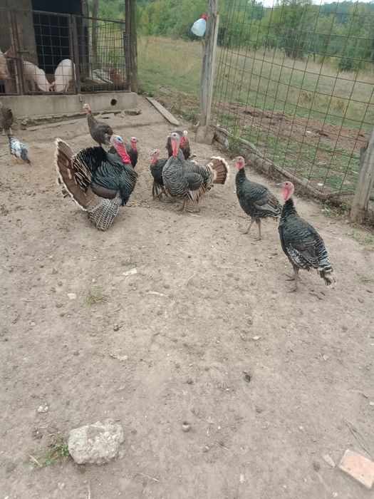 Curcani de asta primăvară