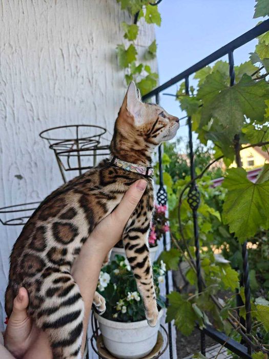 Бенгалски котенца търсят нов дом