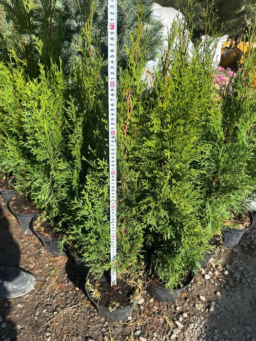 Туя Туя смарагд. Туя смарагд. Туя Смарагд. Туя Смарагд Туя.