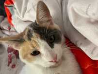 Dau spre adoptie pisica calicho
