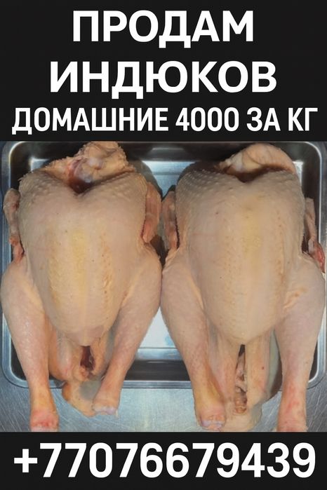Продам индейку читайте описание