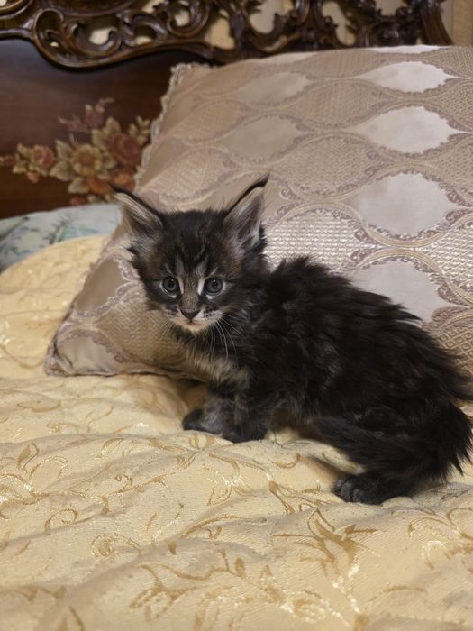 Мейн- кун котета