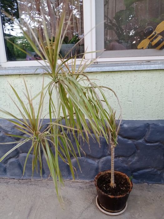 Комнатные цветы .