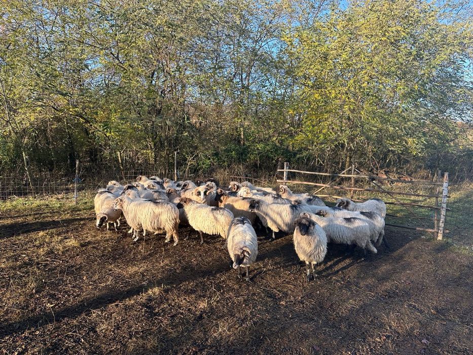 Oi de vanzare 650 lei bucata