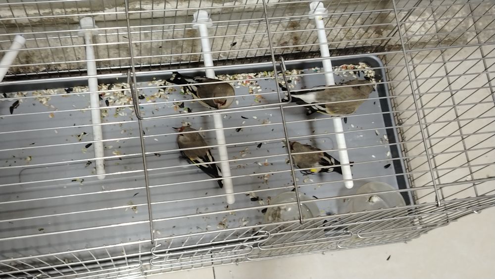 Sava qush satiladi suro'chni